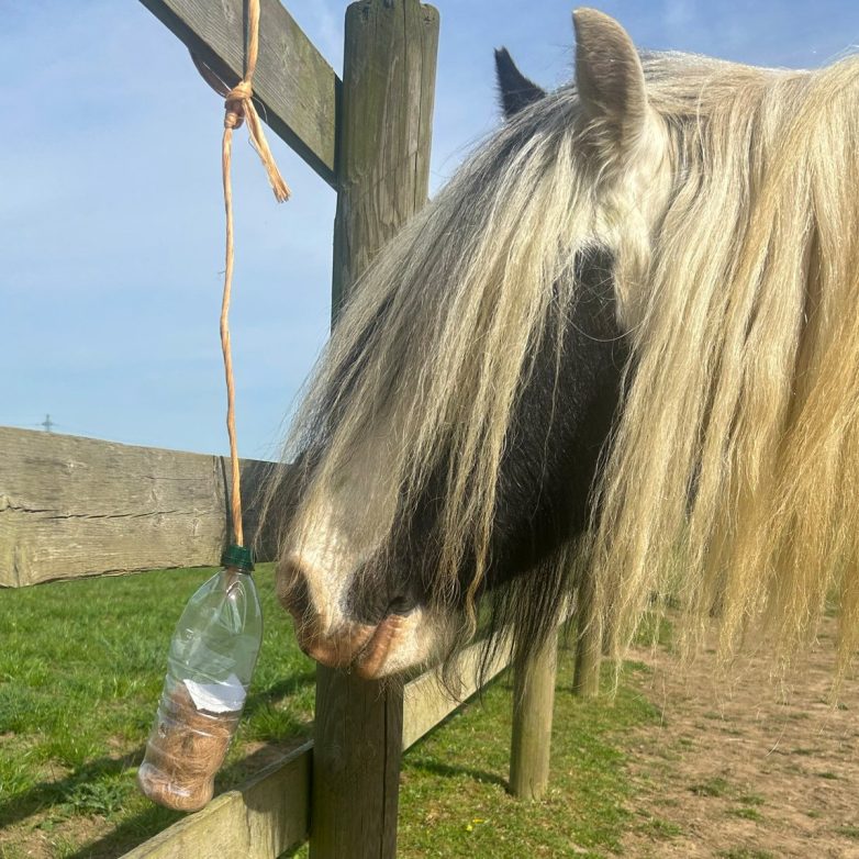 "Is Horse Hair the Secret to Weight Loss Success?" equine behavior enrichment, natural horse care solutions, weight management for ponies
