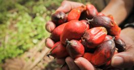 "Is 'Natural' Plant-Based Food Harming You?"  plant-based food risks, natural food misinformation, hidden ingredients in processed foods