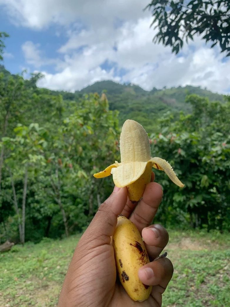 "Unlock Happiness: The Surprising Fruit Connection!" best fruits for mood enhancement, natural serotonin boosters, healthy snacks for better sleep