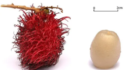 "Unlock Radiance: Can Rambutan Transform You?"  rambutan health benefits, exotic fruits nutrition, skin glowing foods