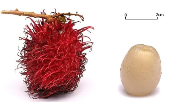 "Unlock Radiance: Can Rambutan Transform You?" rambutan health benefits, exotic fruits nutrition, skin glowing foods