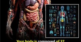 "Unlock Your Body's Trillion-Dollar Potential!"  natural health benefits, human cell value, brain function and thoughts