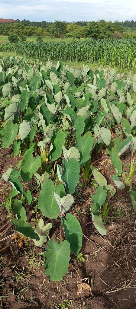 "Yams: The Secret Superfood You Can't Ignore!" yams health benefits, profitable yam farming, natural food trends 2025