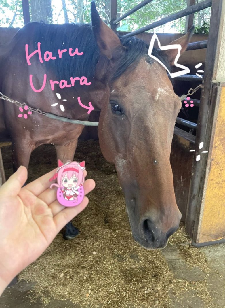 Haru Urara's Secret Life Revealed: Visits Must Be Earned! Haru Urara experience, Chiba farm visits, horse rescue initiatives